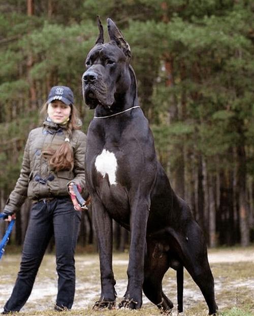 世界最凶的犬排行「阿根廷 训练」 自助旅游