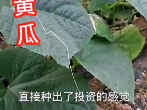 上海黄瓜种植时间「上海一斤黄瓜多少钱」 旅游路线